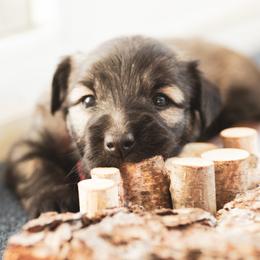 Border Collie and Skye Terrier Puppies from Skyward Farms