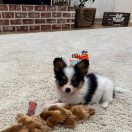 Patty - White black and tan female Papillon puppy in West End, North Carolina from Papillons in the Pines
