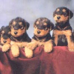 Airedale Terrier puppies from JOVAL Airedales