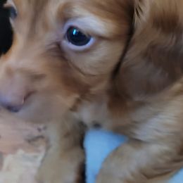 Dachshund Puppies from Ballad of Dachshunds