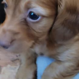 Dachshund Puppies from Ballad of Dachshunds