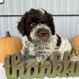 Lagotto Romagnolo Puppies from Agapē Lagotto Romagnolo