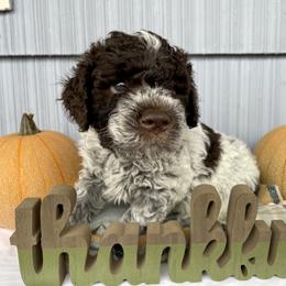 Lagotto Romagnolo Puppies from Agapē Lagotto Romagnolo