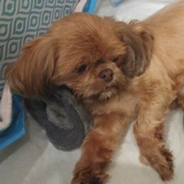 Shih Tzus from Liz’ Shih Tzu Companions