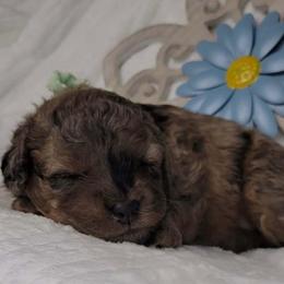 Caterpillar-Blue Merle - Merle female Goldendoodle puppy in Beecher, Illinois from Erica’s Doodles