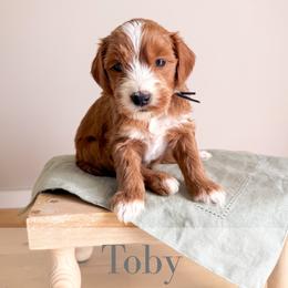 Toby - Red  male Goldendoodle puppy in Melba, Idaho from KZ Doodles