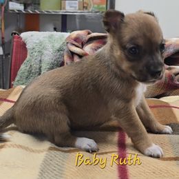 Baby Ruth - Red white and sable female Rat Terrier puppy in Divide, Colorado from Outlaw Farm and Kennel