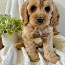 Bentley - Buff male Cockapoo puppy in Lucas, Ohio from Willow Lane Puppy