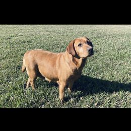 Ruby - Labrador Retriever