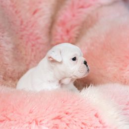 Bulldog Puppies from Brandywine Bulldogs