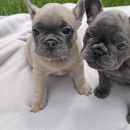French Bulldog Puppies from Valhalla Frenchies