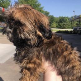 Glory - Shih Tzu