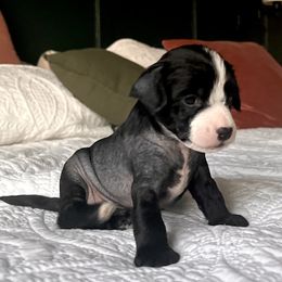 Domino - Chinese Crested puppy from Show Style Chinese Cresteds