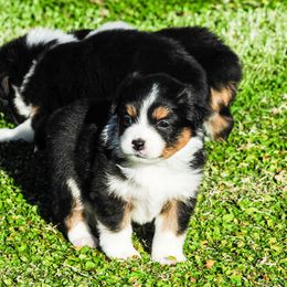 Miniature Australian Shepherd Puppies from Rockin D Mini Aussies