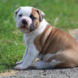 Female 2-Rogue - White and red female American Bulldog puppy in Xenia, Ohio from Bingham's Bulldogs LLC