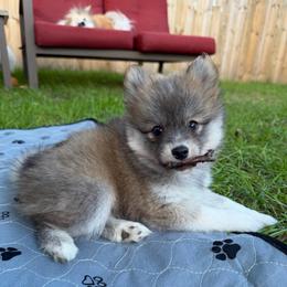 Annie Oakley - Red and white female Pomsky puppy in Blue Earth, Minnesota from Blue Sky Pomsky