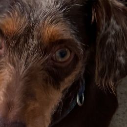 Dachshunds from Boston Crossing