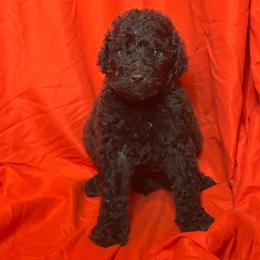 Corlys - Brown male Poodle puppy in Atlanta, Georgia from Syren House Doodles & Poodles
