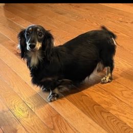 Sadie - Dachshund