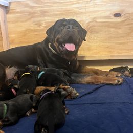 Rottweiler puppies from House of Blu
