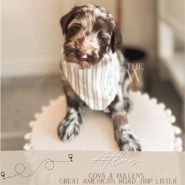 Atlas - Merle male Goldendoodle puppy in Soddy Daisy, Tennessee from The W Doods