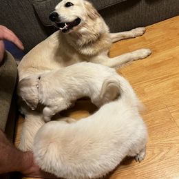 Golden Retriever Puppies from Panhandle PawsNClaws