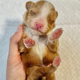 Red and White Bicolor - Red male Bernedoodle puppy in Brooksville, Florida from Kruger Doodles