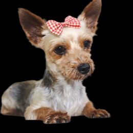 Nala - Yorkshire Terrier