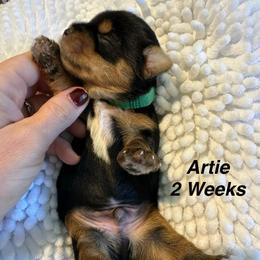 Artie - Black and tan male Yorkshire Terrier puppy in Ashland, Kentucky from Yorkie Paw