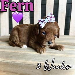 Fern - Red female Cavapoo puppy in Runaway Bay, Texas from Green Ranch Doodles