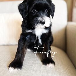 Firefly - Phantom male Goldendoodle puppy in Aubrey, Texas from Four Willows Farm