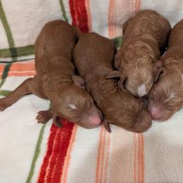 Girl 1 - Red  female Poodle puppy in Silverton, Oregon from Rambler Goldens