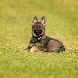 German Shepherd Puppies from Sommerfeld German Shepherds