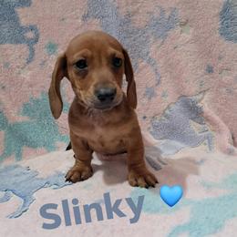 Slinky - Red male Dachshund puppy in Branford, Florida from Mbjs Doxies and chihuahuas