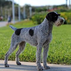 Nike - German Wirehaired Pointer