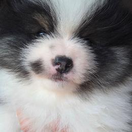 AKC Mason Black Tri color Parti - Black and tan parti male Pomeranian puppy in Gloversville, New York from ADKPOM Adirondack Pomeranians