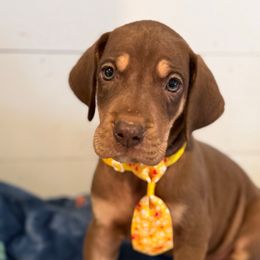 Jabin - Chocolate male Great Dane puppy in Hutchinson, Kansas from Dappled Danes