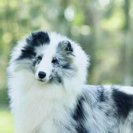 Shetland Sheepdogs from Millennium Shelties