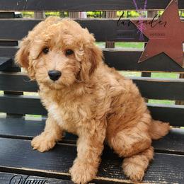 Mango - Red  male Goldendoodle puppy in Mancelona, Michigan from Lavender poodles & doodles