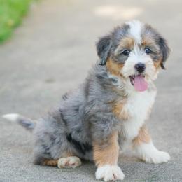 Ruth - Blue merle female Bernedoodle puppy in Dundee, Ohio from Down Home Doodle