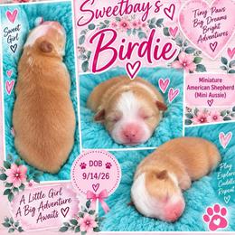 Birdie - Yellow female Miniature Australian Shepherd puppy in Covington County, Alabama from Sweetbay Aussies/ Miniature American Shepherds