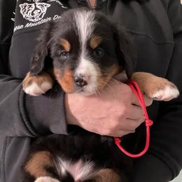 Red - Tri-color female Bernese Mountain Dog puppy in Barker, New York from A little bit of heavens Bernese mountain dogs
