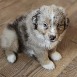 JOHNATHON - Red merle male Miniature American Shepherd puppy in Goldendale, Washington from Amulet Charm
