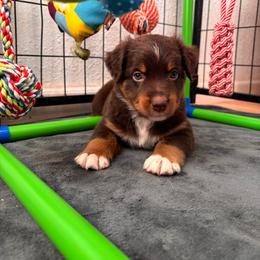 Red - Red tri male Miniature Australian Shepherd puppy in Arizona from Country Charm Mini Aussies