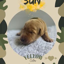 Yellow Collar - Sun - Yellow female Labrador Retriever puppy in Sumerduck, Virginia from Cedar Mountain Retrievers
