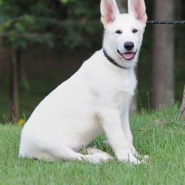 German Shepherd Puppies from Oakmont Shepherds