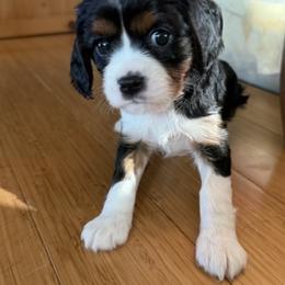 Cavalier King Charles Spaniel Puppies from Outerlochen Kennel - The Friends Litter - "The one with the new roommates"