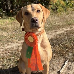 Labrador Retrievers from Climbing Stone Labradors