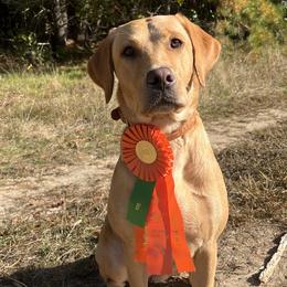 Labrador Retrievers from Climbing Stone Labradors