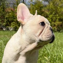 Wesley - Cream male French Bulldog puppy in Franklin, Vermont from Ranch Royale